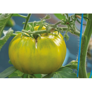 TOMATE Dorothy green
