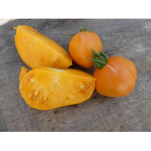 TOMATE Verna (Qualité Premium)