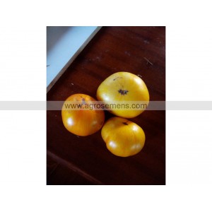 TOMATE Big yellow zebra