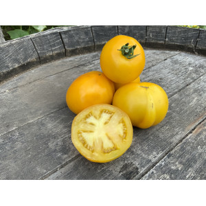 TOMATE Taxi Yellow