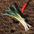 POIREAU Bleu de Solaise