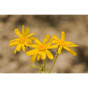 ARNICA Montana