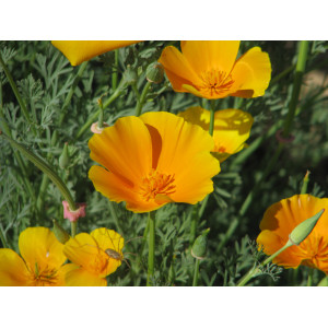 Pavot de Californie Pavot de Californie