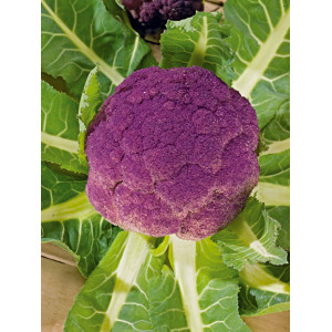 CHOU-FLEUR Violet de Sicile