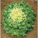 CHICORÉE Grosse Pancalière Frisée