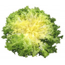 CHICOREE Frisée Monaco