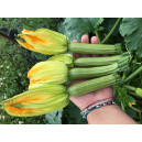 COURGETTE Strike F1