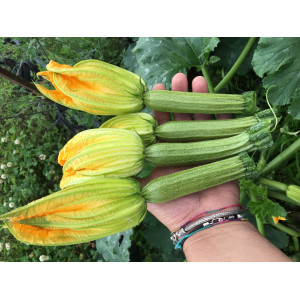 COURGETTE Strike F1