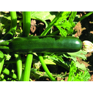 COURGETTE Keesha F1