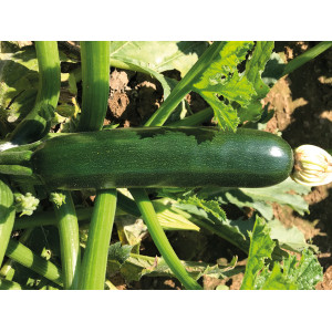 COURGETTE Keesha F1