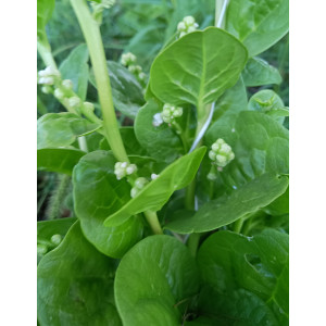 BASELLE ou Epinard de Malabar