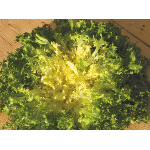 CHICORÉE Frisée de Meaux