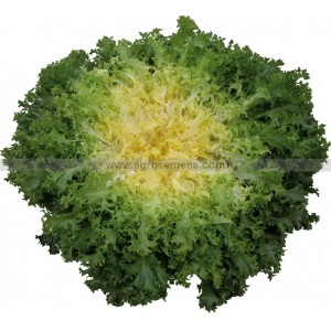 CHICORÉE Frisée Myrna