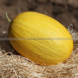 MELON Jaune Canari Hâtif