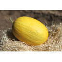 MELON Jaune Canari Hâtif