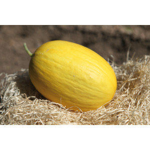 MELON Jaune Canari Hâtif