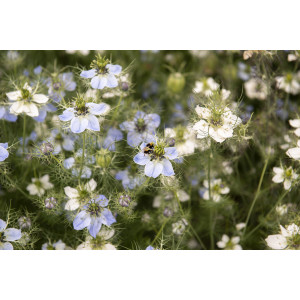 FLEUR Nigelle de Damas