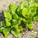 BLETTE verte à couper ou à tondre