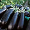 AUBERGINE Flavine F1