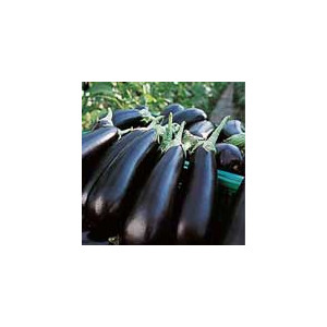 AUBERGINE Flavine F1