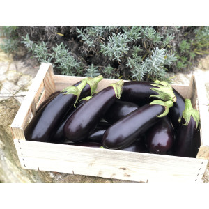 AUBERGINE Flavine F1