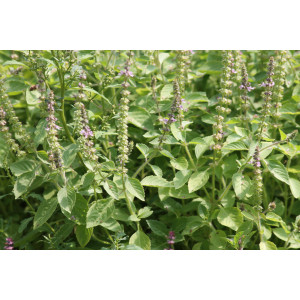 BASILIC Tulsi