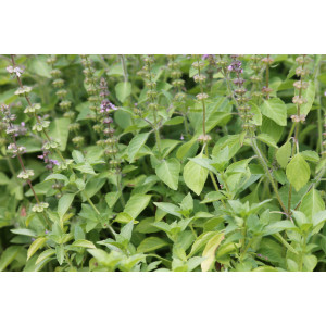 BASILIC Tulsi