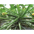 COURGETTE Cyriac F1