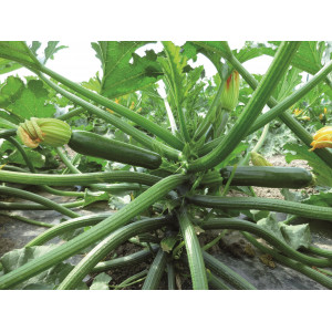 COURGETTE Cyriac F1