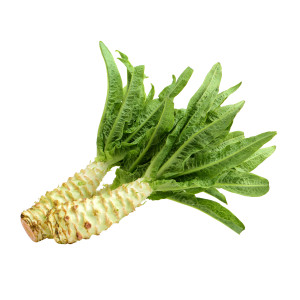CELTUCE - LAITUE Asperge