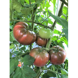 TOMATE Cubalibre F1