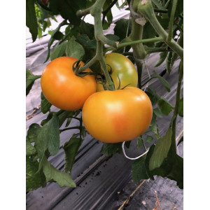 TOMATE Maitai F1