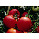 TOMATE Tyfrane F1