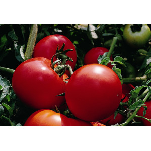 TOMATE Tyfrane F1