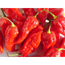 PIMENT Habanero Rot