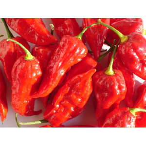 PIMENT Habanero Rot