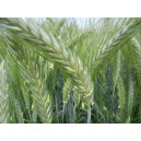 Triticale