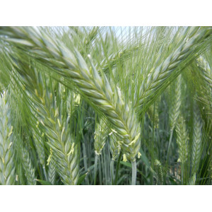 Triticale