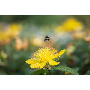 FLEUR MILLEPERTUIS Topas