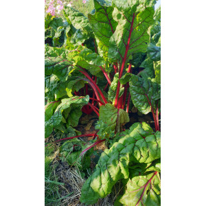 BLETTE Verte à carde rouge Rhubarb Chard