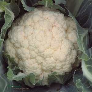 CHOU-FLEUR blanc Marzatico
