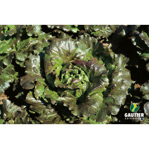 LAITUE Batavia Carmen