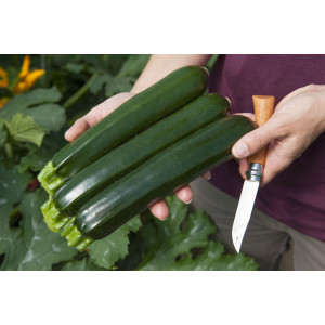 COURGETTE ALLONGÉE VERTE Twitter F1