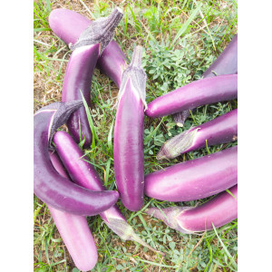 AUBERGINE Pink Lady