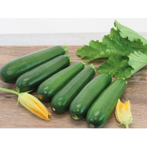 COURGETTE Renegade F1