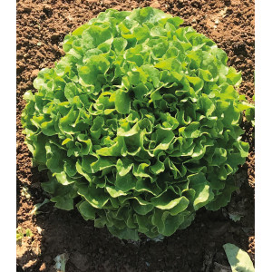 LAITUE FEUILLE DE CHÊNE blonde PC Lenir