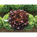 LAITUE FEUILLE DE CHÊNE rouge PC Azerix