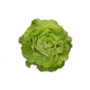 LAITUE BEURRE Pommée blonde PC Transpero