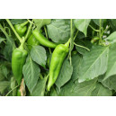 PIMENT Végétarien