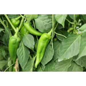 PIMENT Végétarien